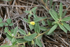 Polygala arvensis